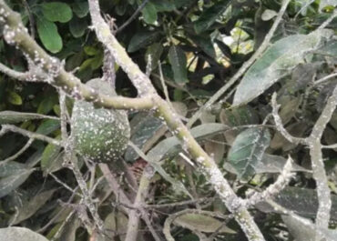 PALCA: SOLICITUD AUTORIZACIÓN EXCEPCIONAL SIVANTO PRIME DE BAYER, PARA EL CONTROL DE LA COCHINILLA EN EL CULTIVO DEL AGUACATE.