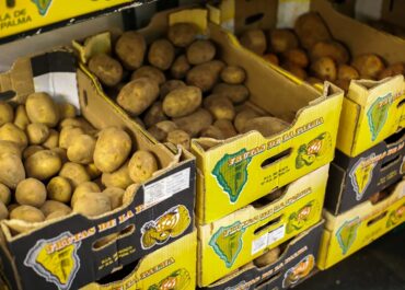 EL APURÓN: El Gobierno canario lanza la campaña «Mándate una papa, pero que sea canaria» para apoyar la producción local