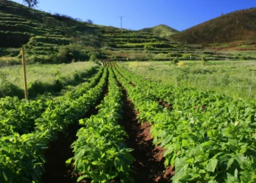 ATLÁNTICO HOY: Riesgo alto en Tenerife por la enfermedad de la papa: los agricultores, pendientes