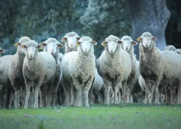 EL DEBATE: Choque entre ganaderos y la industria cárnica por la venta de ovejas vivas a Argelia