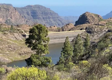 LA PROVINCIA: El verde llega a los campos del Sur de Gran Canaria