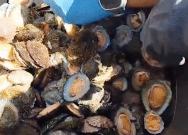 EL APURÓN: La Guardia Civil investiga a dos personas que fueron pilladas infraganti realizando pesca furtiva en la costa de Fuencaliente