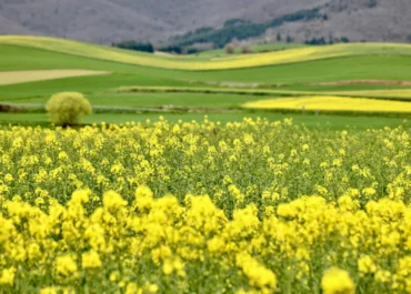 EFEAGRO: Hacia dónde se orientará la Política Agraria Común después de 2027? Los expertos opinan