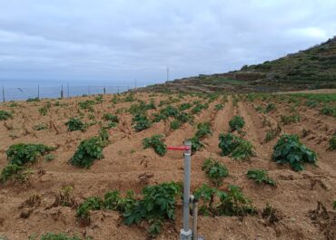 TRIBUNA DE CANARIAS: Asaga Canarias demanda mejorar la calidad del agua de riego en la comarca norte para evitar que la excesiva salinidad arruine los cultivos
