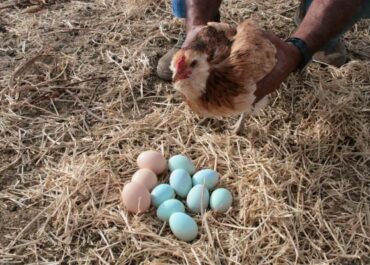 CANARIAS7: El registro de gallinas, para los que tengan menos de 30, avanza lento en Canarias