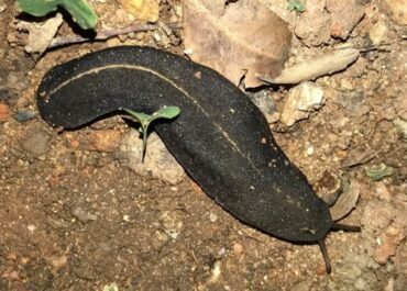 DIARIO DE AVISOS: Alerta en Tenerife por la presencia de una babosa gigante: qué no hacer si te la encuentras