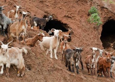 EL APURÓN: El Gobierno canario modifica la normativa sobre la vacunación del ganado caprino