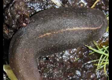 ATLÁNTICO HOY: ¿Qué es la babosa parda africana?: Canarias alerta de esta especie detectada en el sur de Tenerife