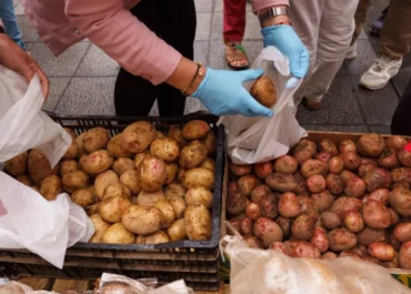 ATLANTICO HOY: Los agricultores esperan una buena campaña para la papa y que los precios sean acordes
