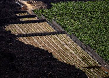EL APURÓN: Valido reclama al Estado que recupere la ayuda por cese de actividad para agricultores afectados por la erupción