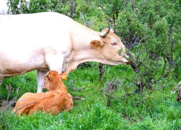 ELAPURÓN: Los agricultores y ganaderos canarios no cobrarán este año del POSEI adicional