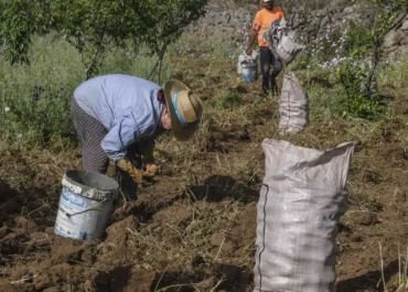 LA PROVINCIA: La deuda estatal con los agricultores canarios alcanza ya los 30 millones El Gobierno regional advierte que este año no podrá adelantar a 7.803 productores las ayudas del Posei adicional que le corresponde pagar a Madrid