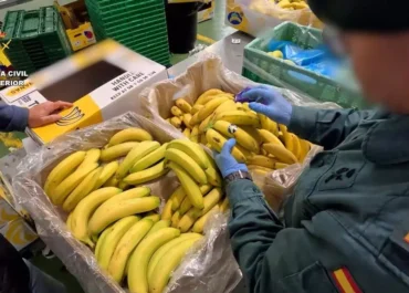 CANARIAS AHORA: Un tercero que dio el soplo a Asprocan permitió detectar la venta fraudulenta de banana por plátano