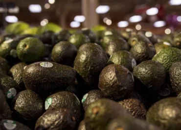 EL DEBATE: España duplica las alertas por aguacates contaminados tras la entrada masiva desde Marruecos y Perú