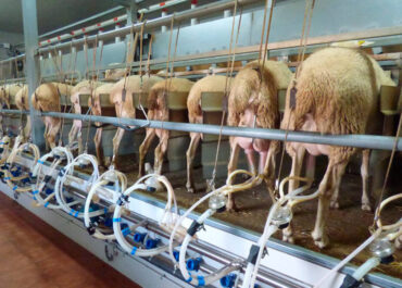 AGROINFORMACIÓN.COM: La debacle del sector de ovino y caprino de leche: los precios no cubren siquiera los costes y la tasa de abandono está aumentando
