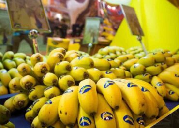DIARIO DE AVISOS: El plátano de Canarias ya es un alimento de ricos: su precio se dispara y no para de subir