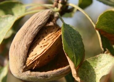 El Ministerio de Agricultura, Pesca y Alimentación publica un listado con 17.242 beneficiarios de la ayuda por la sequía a los frutos de cáscara, por 20 millones de euros