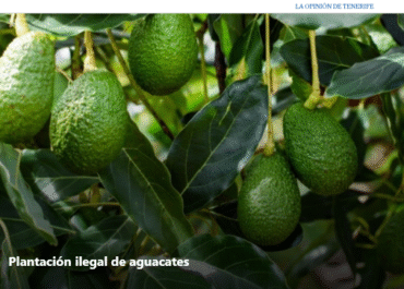 EL DIA: Golpe al fraude agrícola: descubren un vivero ilegal con 14.000 plantas de aguacates