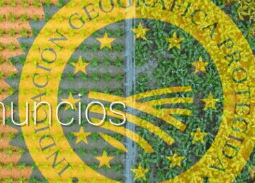 IGP PLÁTANO DE CANARIAS: SUSPENSIÓN  TEMPORAL DE CERTIFICACIÓN A OPERADOR MADURADOR..