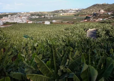 CANARIAS AHORA: El Colegio Oficial de Ingenieros Agrónomos afea que la reforma de la Ley del Suelo no mejora el desarrollo de la actividad agraria