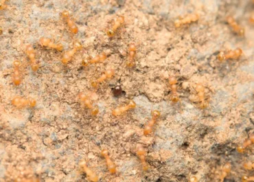 EL DIA: Detectan una peligrosa especie de hormiga exótica en Canarias