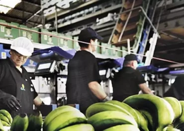 CANARIASAHORA: El órgano de control de Plátano de Canarias suspende a otra empresa de la Península