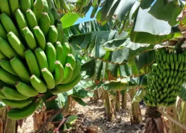 ATLÁNTICO HOY: Canarias pedirá en Bruselas que se actualice la ficha financiera del POSEI parada desde 2007