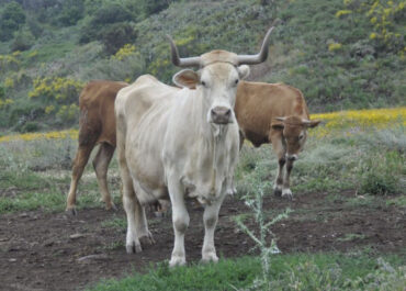 ATLÁNTICOHOY: Preocupación en el sector agrario canario por el impago del POSEI adicional: «Habrá consecuencias»