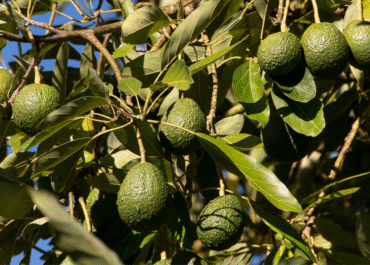 ATLANTICO HOY: El problema de los aguacates contaminados en España: ¿hay de qué preocuparse en Canarias?