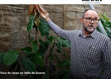 EL DIA: Un cultivo con posibilidades: el cacao brota en Valle de Guerra.