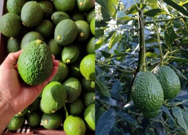 FRESH PLAZA: «El mercado del aguacate enfrenta presiones de precios debido a la sobreoferta peruana»