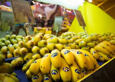 CANARIAS AHORA:Asprocan se personará en la causa por el fraude de venta de ‘banana’ como plátano