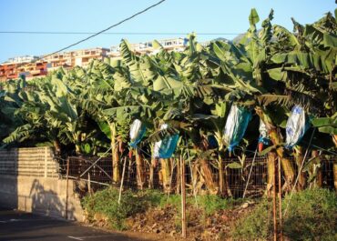 TIEMPO DE CANARIAS:Los agricultores canarios reciben 116,8 millones en ayudas directas entre octubre y abril