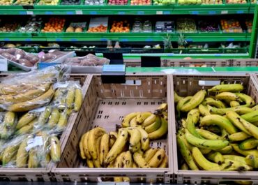 EL APURÓN: Asprocan pide «buscar un equilibrio» en los precios del plátano en Canarias