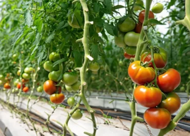 ATLÁNTICO HOY: Los agricultores canarios podrán suscribir el seguro del tomate a partir del 1 de julio