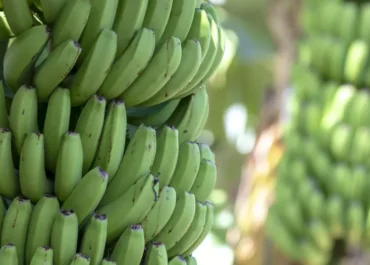 EL DEBATE: El precio del plátano de Canarias se hunde por factores «que nada tienen que ver con la producción»