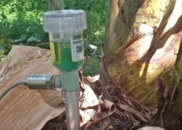 EL DIA: Tenerife impulsa un sistema de riego con IA para optimizar el cultivo de plátano y aguacate