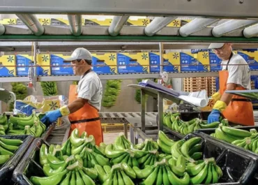 CANARIASAHORA:  Crisis en la segunda cooperativa platanera de Canarias: Cupalma busca crear otra empresa para no arriesgar las ayudas.      La entidad social con origen en La Palma, con 2.000 agricultores y la que lidera la organización de productores de igual nombre, convoca asamblea para decidir la integración de la cooperativa, junto con otros accionistas, en una nueva OPP: Unión Platanera Canaria, SA