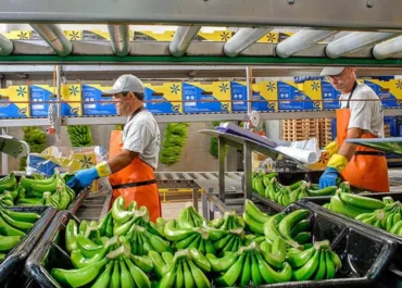 CANARIASAHORA: El plátano canario se asoma al abismo: batacazo de precios en el inicio veraniego