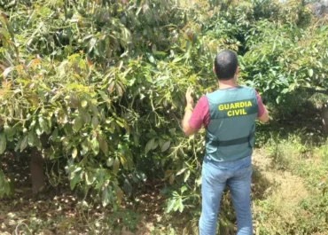 EL DIA: Cuatro ocupas y tres delicuentes habituales, investigados por el robo de 440 kilos de aguacates en Tenerife. La Guardia Civil calcula que la fruta sustraída alcanza un valor en el mercado de unos 1.700 euros