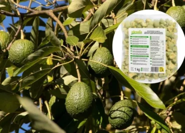 ATLÁNTICO HOY: El aguacate peruano congelado preocupa al campo canario. Los productores locales temen que su creciente presencia en los lineales de los supermercados suponga una competencia continua al producto del archipiélago