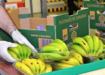 CANARIASAHORA:  El plátano de Canarias se mete en el lío habitual del verano, ya hay venta con pérdidas en la Península.      El precio percibido por el agricultor isleño, el valor medio de transacción en verde al por mayor, se sitúa en 0,80 euros/kilo del 7 al 13 de julio pasado, con una caída semanal del 30%; no se descarta ‘pica’ en breve, pese a que solo se embarcan algo más de cinco millones de kilos por semana     — Debacle de precios del plátano: la cotización en verde cae el 33% en tres semanas en la Península