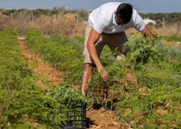 ATLÁNTICO HOY: Desde plataneras hasta una granja: cada vez más jóvenes canarios quieren emprender en el campo