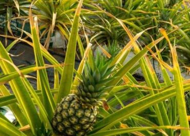 ATLÁNTICOHOY: Las plagas golpean a la piña de El Hierro: su rendimiento cae un 60 % en solo cuatro años. Años atrás se llegaba a las 120 hectáreas de cultivo y casi 200 productores. A día de hoy las hectáreas han bajado a 80 y los productores a la mitad