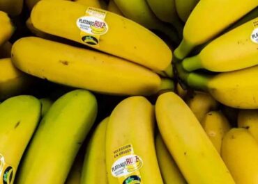 DIARIO DE AVISOS: El plátano canario toca fondo: agricultores en crisis por la caída histórica de precios