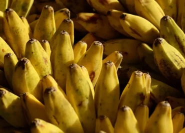 ATLANTICOHOY: El precio del plátano baja, pero el consumidor no lo nota. La caída de precios del plátano en origen preocupa a los agricultores canarios, que podrían llegar a vender por debajo de costes.