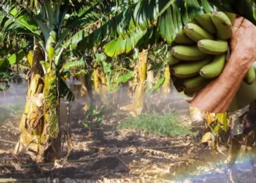 ATLÁNTICO HOY: Los agricultores canarios, con la vista puesta en el plátano. “Se está produciendo casi a pérdidas»