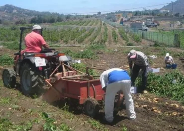 CANARIASAHORA: La papa de Israel ya campa a sus anchas en Canarias sin estar la producción local vendida