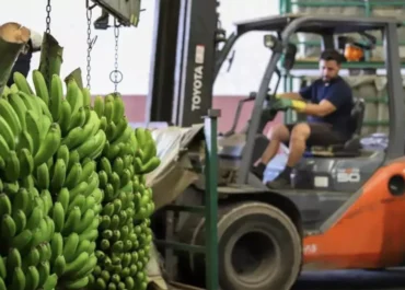 CANARIASAHORA: El plátano ya suma mes y medio de ventas con pérdidas en la Península