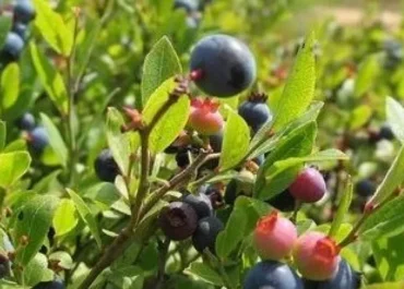 EL DEBATE: Sigue la avalancha de frutas y hortalizas desde Marruecos: estas son las más importadas en España